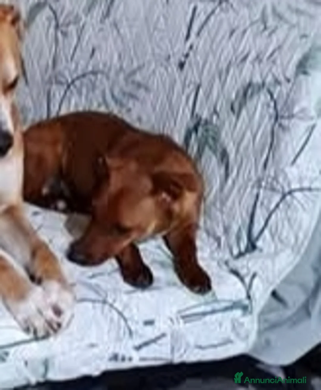 Meticcio cani in regalo: To be, cucciolone, taglia medio-piccola, cerca cas - Annuncio 3