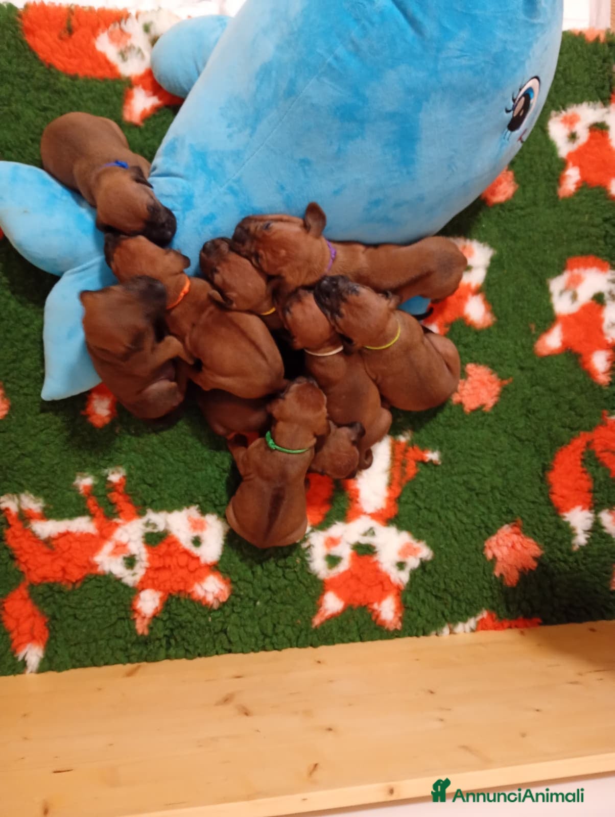 Rhodesian Ridgeback cani Cuccioli di Rhodesian Ridgeback disponibili - Annuncio 2