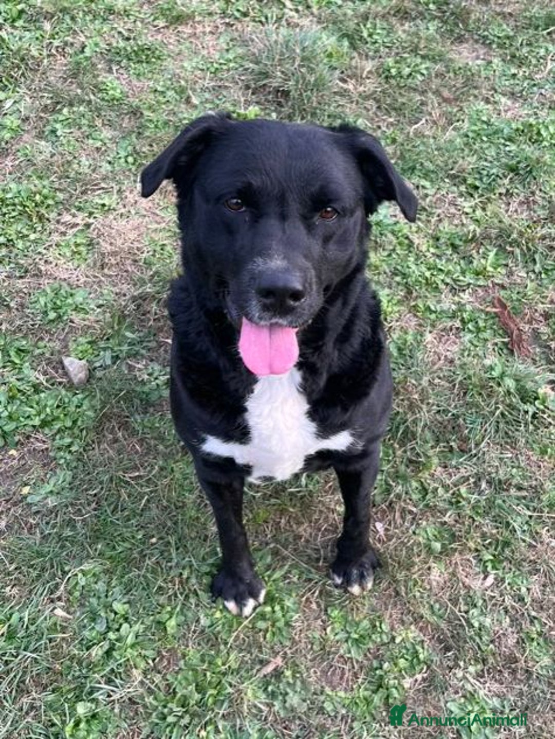 Meticcio cani in regalo: FLO' bella ed energica! - Annuncio 4