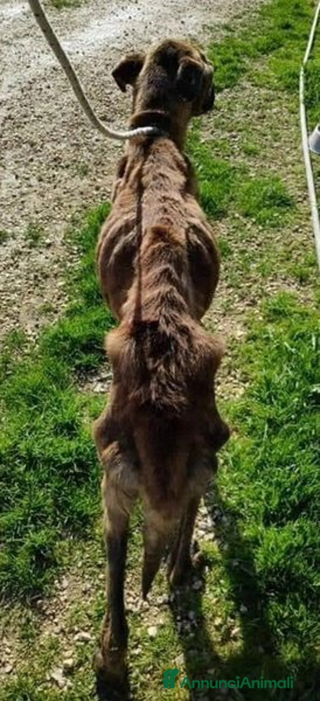 Meticcio cani in regalo: BALU' buono con tutti - Annuncio 3