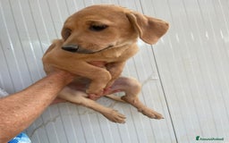 Meticcio cani in regalo: LA BELLISSIMA NEVADA a Provincia di Pavia - Immagine 9