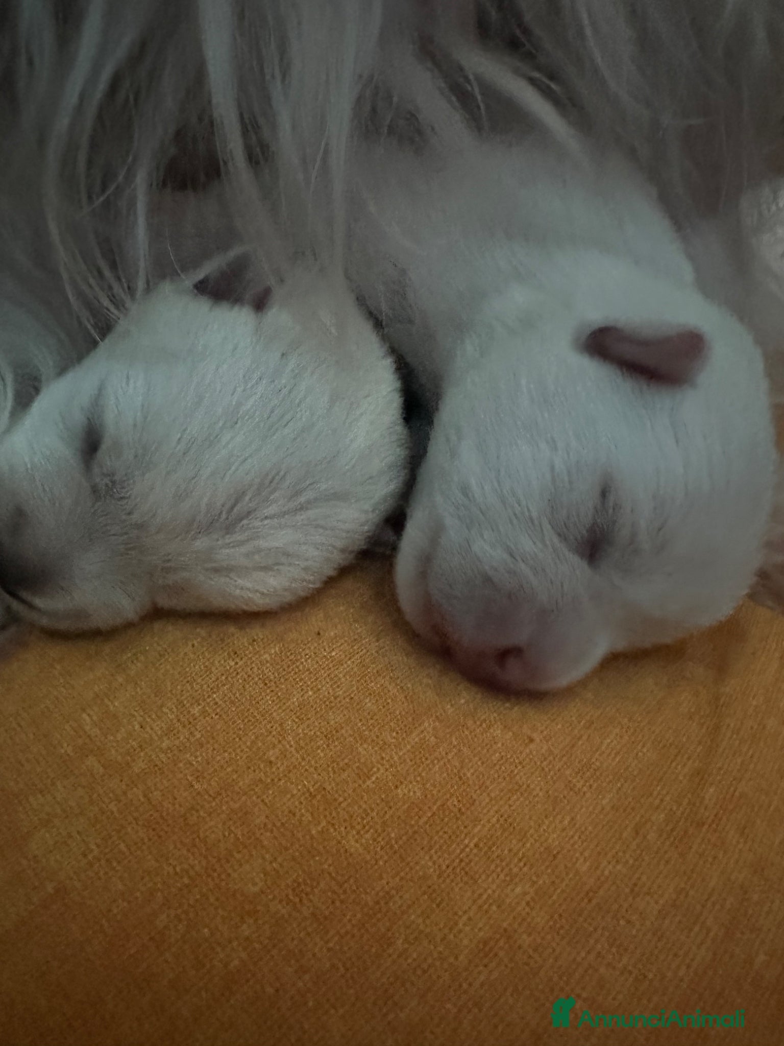 West Highland cani Cuccioli West hingland white terrier  - Annuncio 2