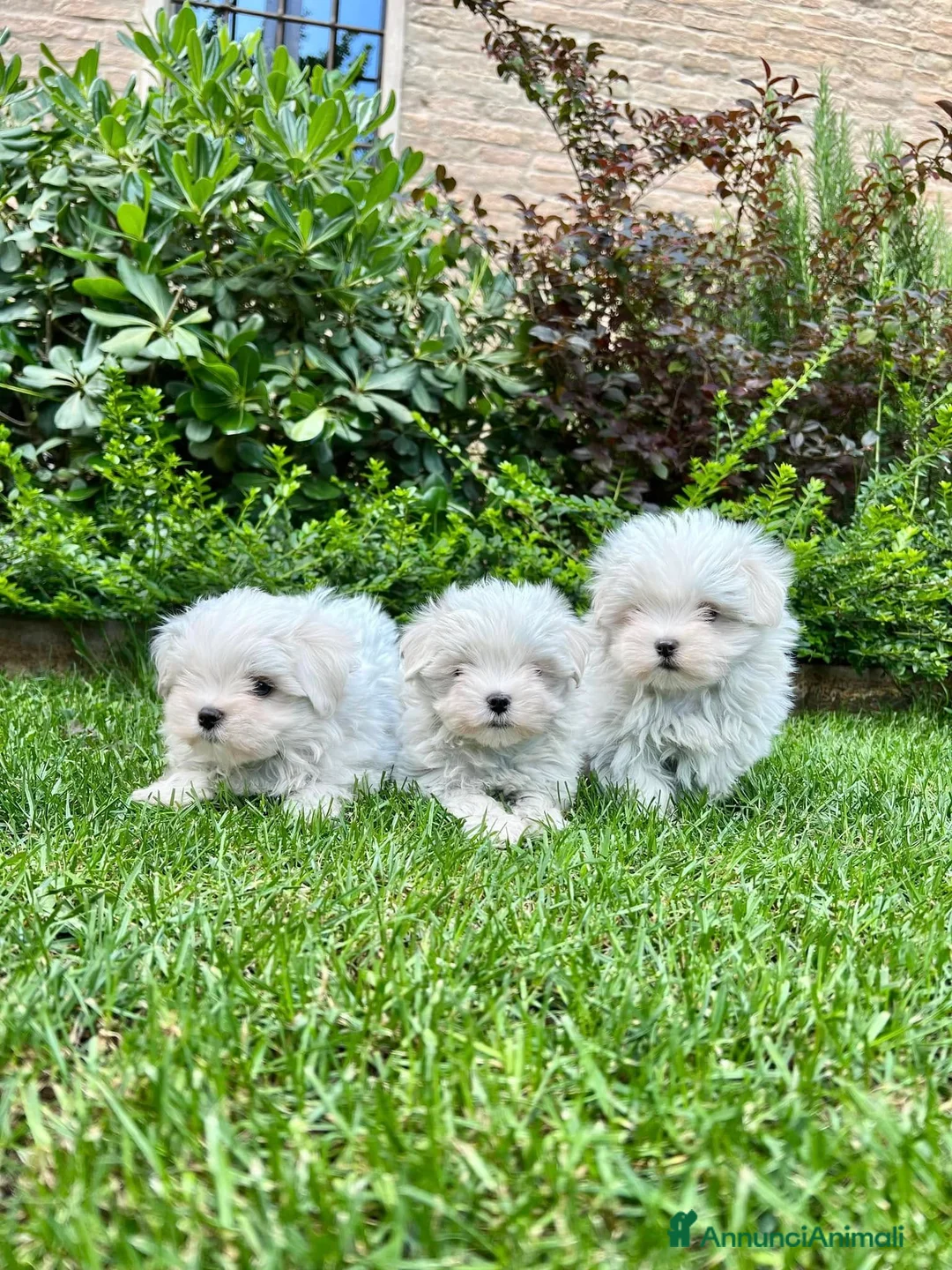 Maltese cani in vendita: Bellissimi maltesi cuccioli a Città Metropolitana di Venezia - Annuncio 4