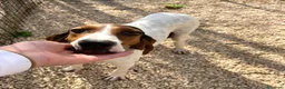 Segugio cani in regalo: LA DOLCISSIMA E BELLISSIMA PENNY - Annuncio 2