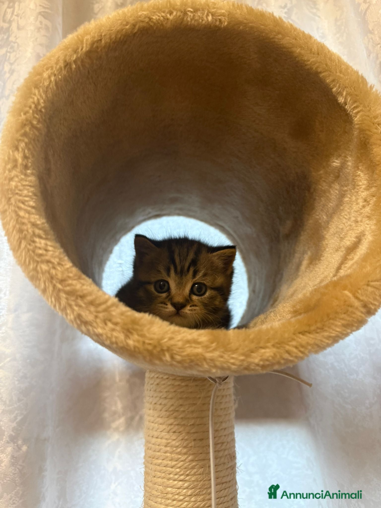 British gatti in vendita: British shorthair  - Annuncio 8