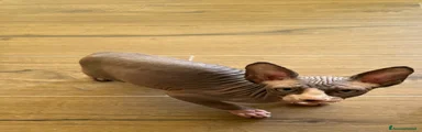 Sphynx Gattino 3