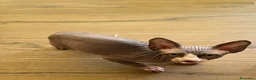 Sphynx gatti in vendita: Cuccioli di Sphynx a Provincia di Cuneo - Annuncio 5