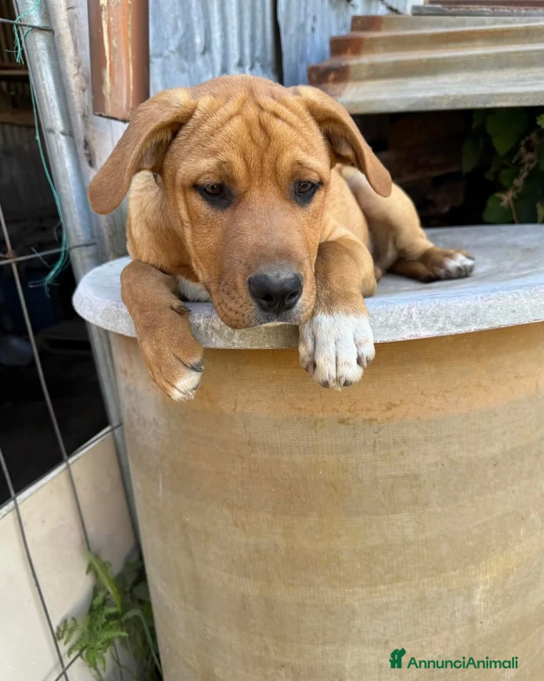 Meticcio cani in regalo: Ares, incrocio pitbull! (5 mesi)  - Annuncio 7