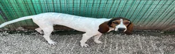 Meticcio cani in regalo: ADOTTACI - Annuncio 3