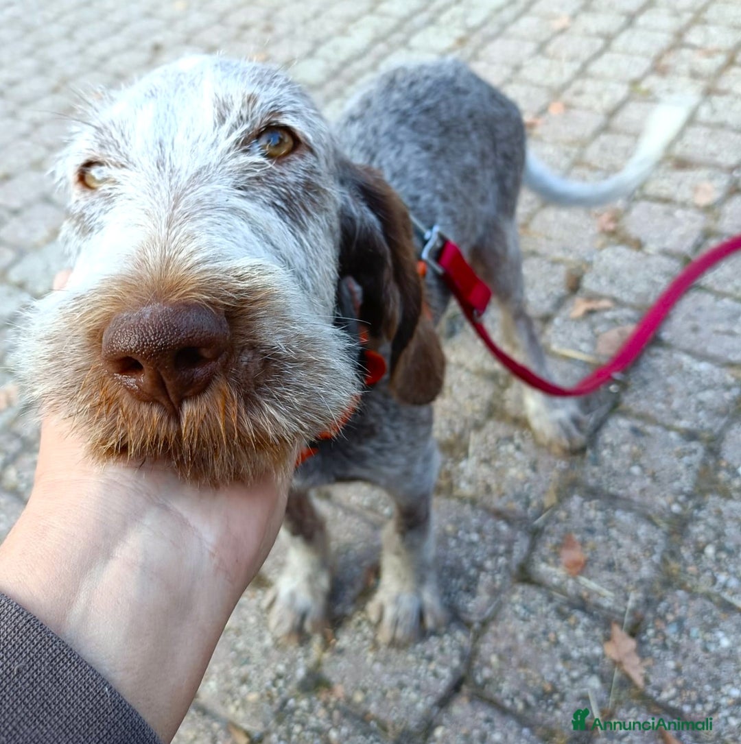 Spinone cani in regalo: AGU' tenero cucciolo Spinone Italiano, 5 mesi - Annuncio 7
