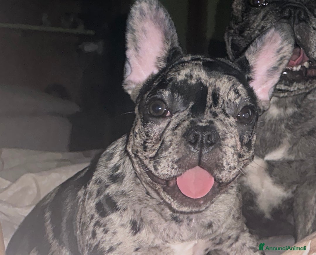 Bulldog Francese cani in vendita: Bulldog francese  a Città Metropolitana di Napoli - Immagine 2