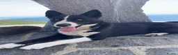 Cane da Orso della Carelia cani in vendita: Karelian Bear Dog  a Provincia del Verbano-Cusio-Ossola - Annuncio 1