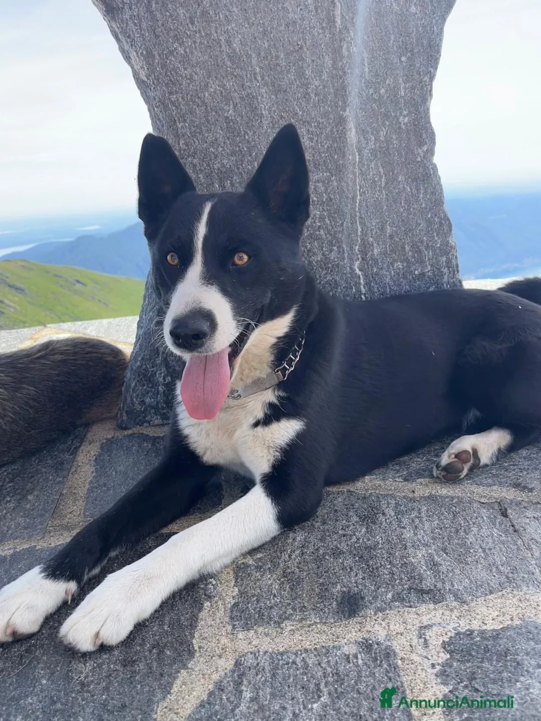 Cane da Orso della Carelia cani in vendita: Karelian Bear Dog  a Provincia del Verbano-Cusio-Ossola - Annuncio 1