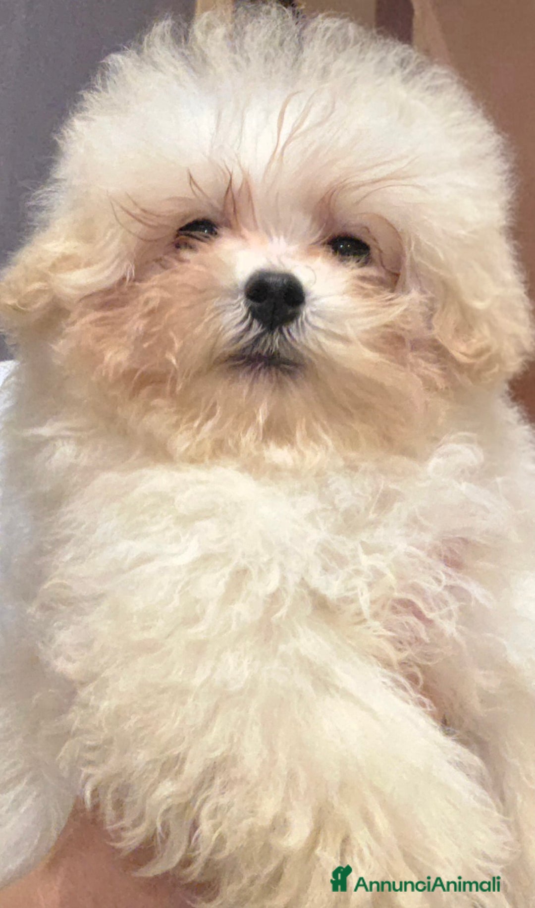 Meticcio cani in vendita: Maltipoo toy - Annuncio 1