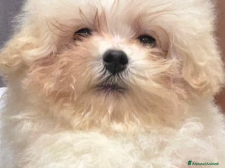 Meticcio cani Maltipoo toy - Annuncio 12