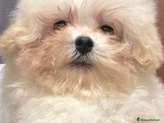 Meticcio cani Maltipoo toy - Annuncio 4