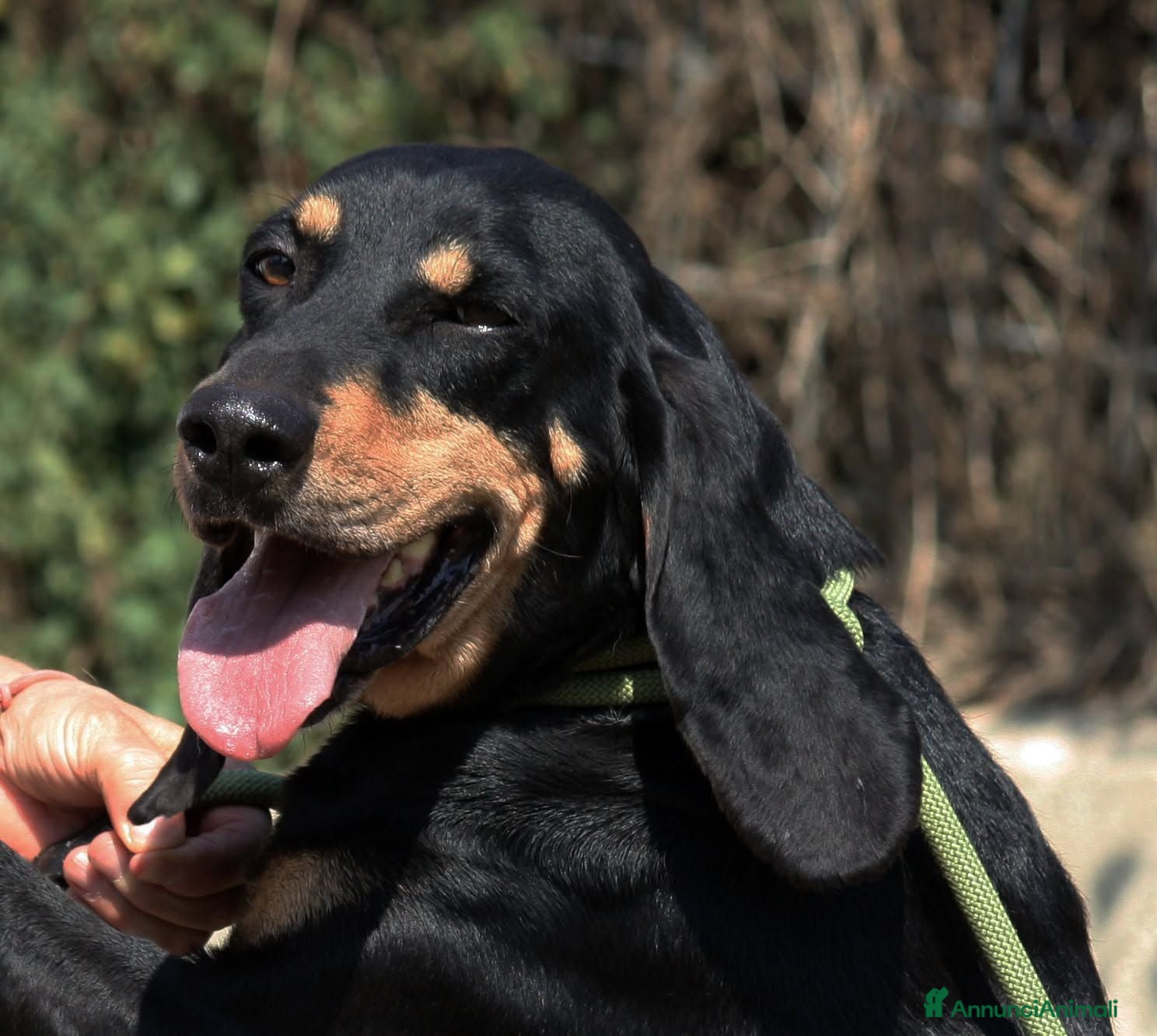 Meticcio cani Bea dolcissima segugetta 5 anni in adozione  - Annuncio 30