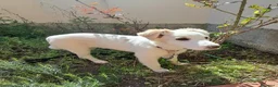 Meticcio cani in regalo: Eda cerca casa 🏡 a Provincia di Monza e della Brianza - Annuncio 13