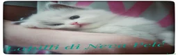 Siberiano gatti in vendita: Disponibili cuccioli di Siberiani Neva Masquerade  - Annuncio 4