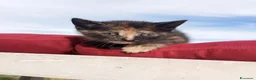 Europeo gatti in regalo: Gattini maschi e femmine  a Città metropolitana di Roma Capitale - Annuncio 3