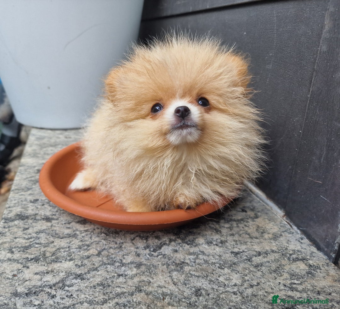 Volpino Pomerania cani in vendita: Due maschietti disponibili  - Annuncio 5