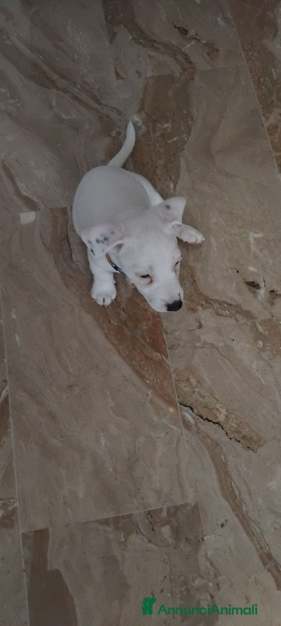 Jack Russell cani Cucciolo di Jack russel - Annuncio 3