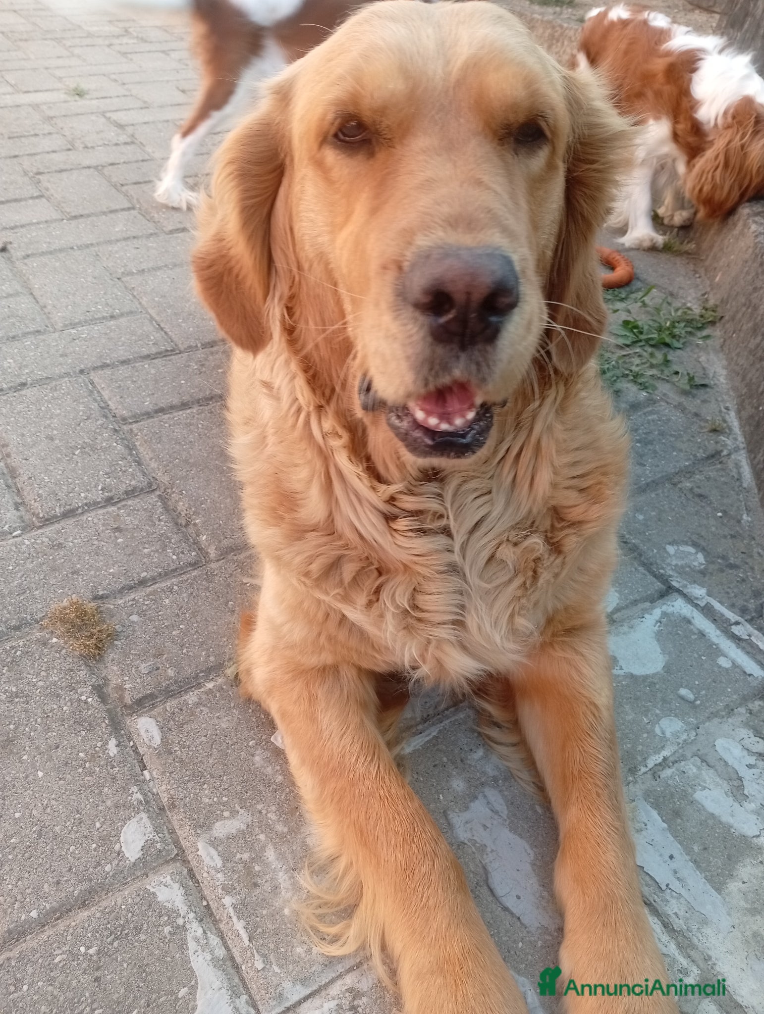 Golden Retriever cani Bellissima Golden Retriever femmina  - Annuncio 2