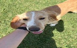 Golden Retriever cani in regalo: BRUCE, cucciolone simil goden  a Provincia di Latina - Immagine 5