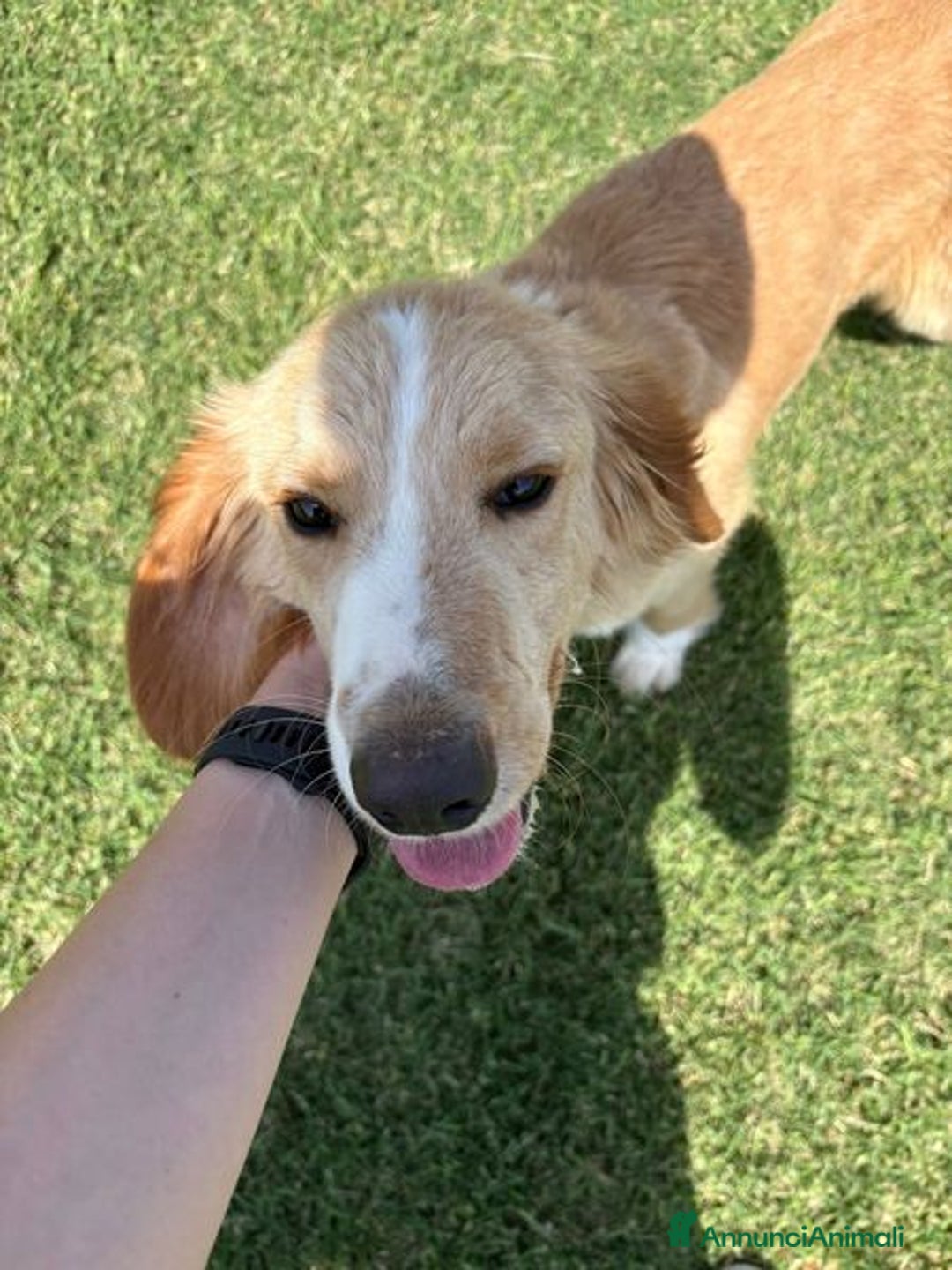 Golden Retriever cani in regalo: BRUCE, cucciolone simil goden  a Provincia di Latina - Immagine 5