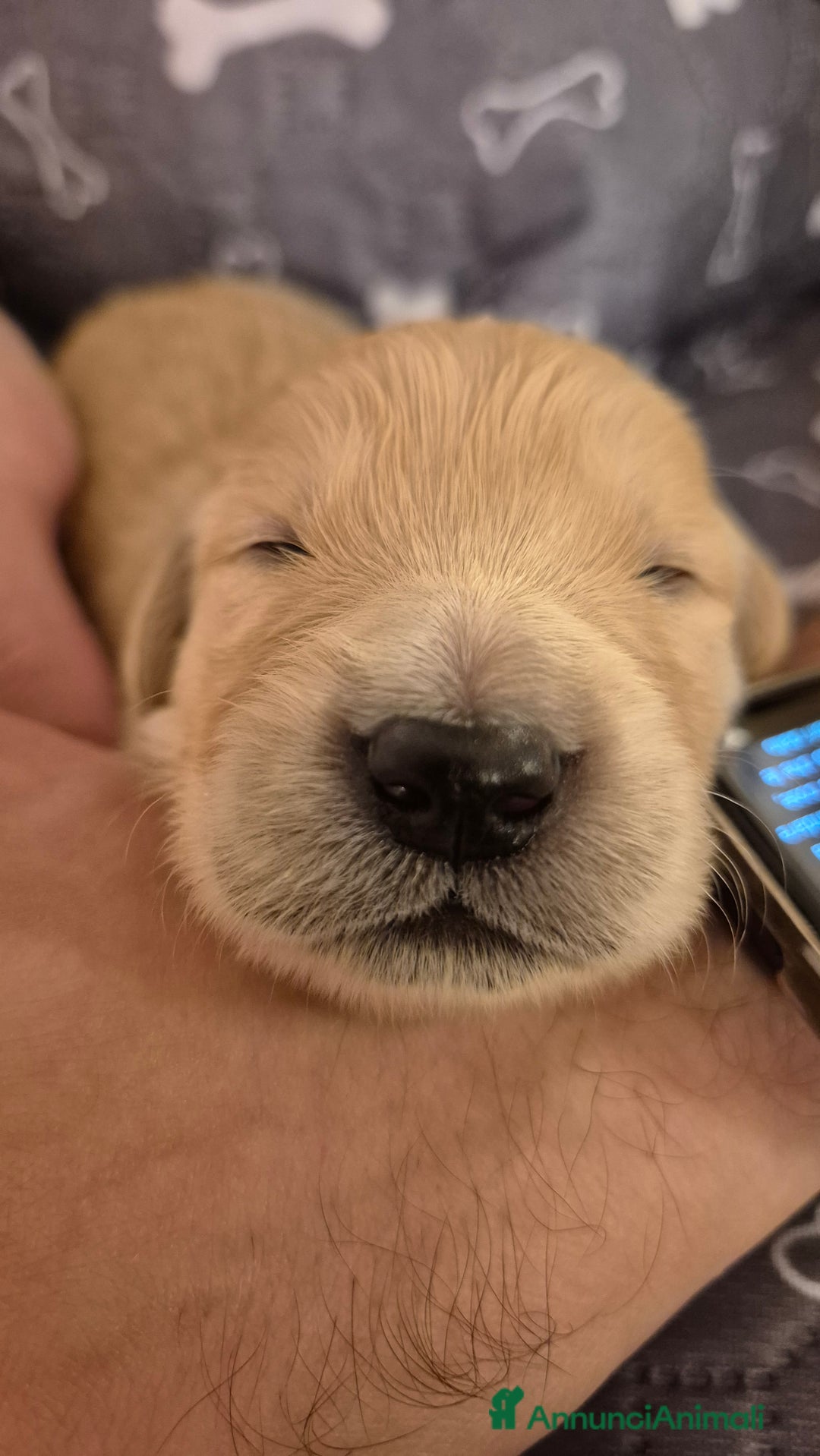 Golden Retriever cani in vendita: Cucciole di Golden Retriever - Annuncio 5