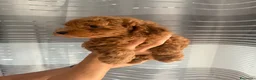 Barboncino cani in vendita: Meravigliosi cuccioli di Barbone nano Red  - Annuncio 11