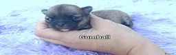 Chihuahua cani in vendita: Cuccioli di chihuahua con pedigree  - Annuncio 6