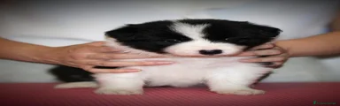Border Collie 4