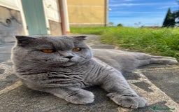 Scottish gatti per accoppiamento: Monta Scottish fold  - Immagine 3