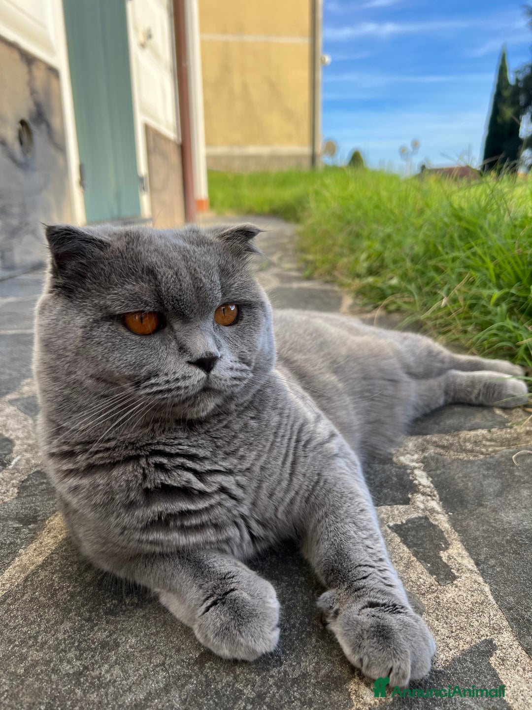 Scottish gatti per accoppiamento: Monta Scottish fold  - Annuncio 3