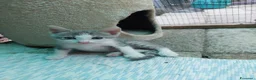 Europeo gatti in regalo: Venere ed Iside cercano adozione di coppia💖 - Annuncio 2