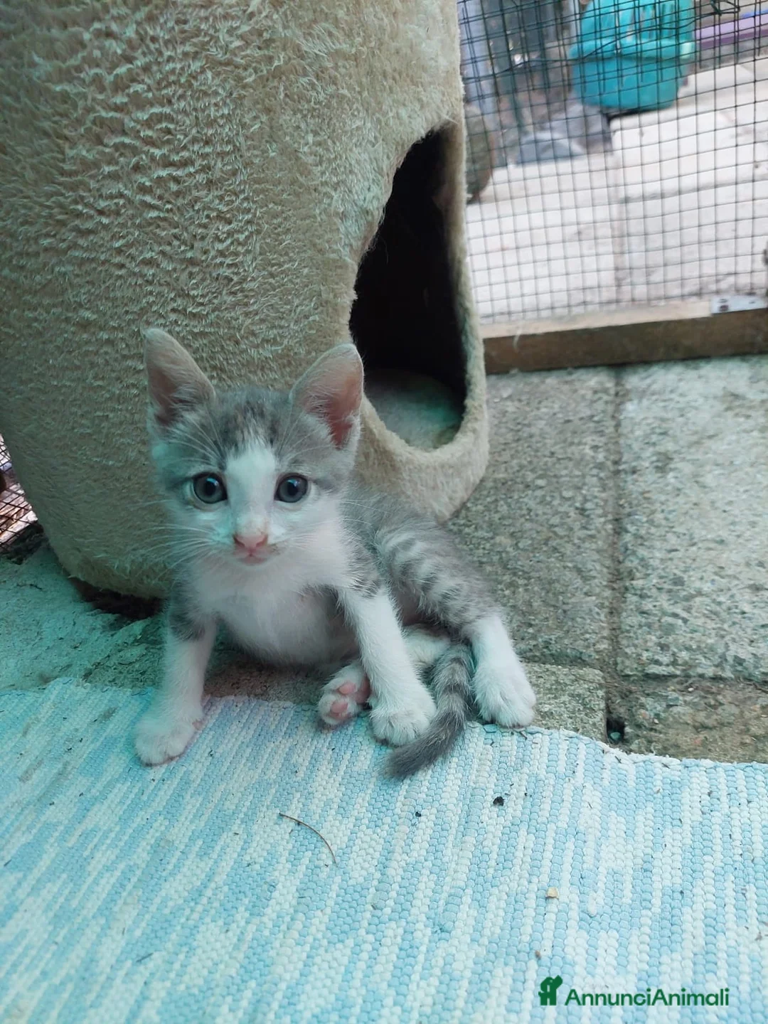 Europeo gatti in regalo: Venere ed Iside cercano adozione di coppia💖 - Annuncio 2