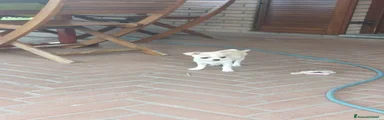 Cesare
