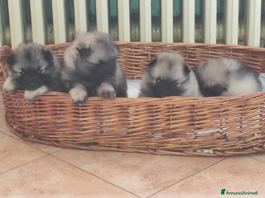 Wolfspitz cani in vendita: Wolfspitz keeshond  - Annuncio 3