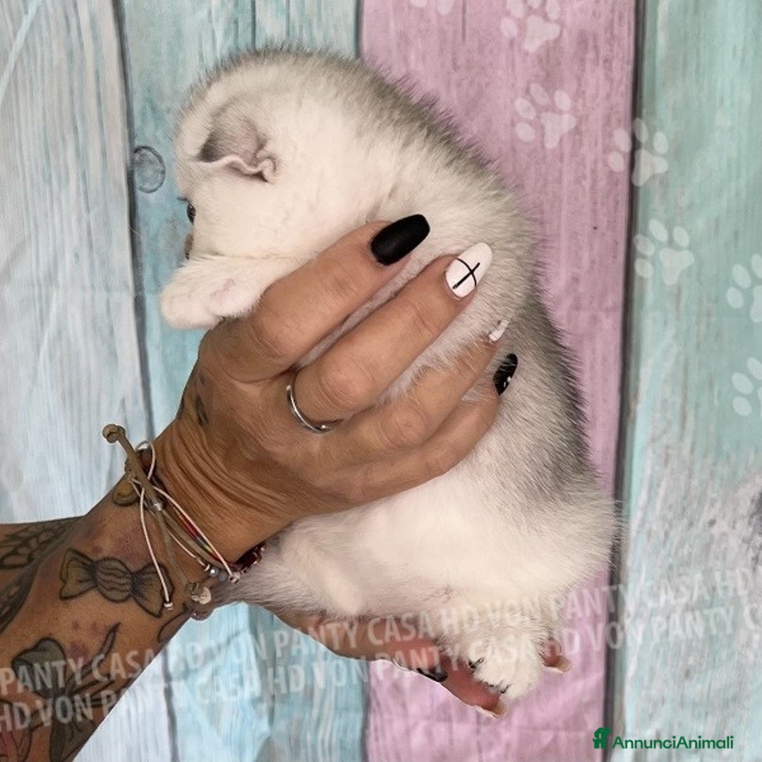 Scottish gatti in vendita: Cucciole Scottish Fold - Annuncio 6