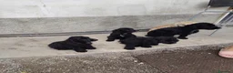 Meticcio cani in vendita: 🐶 CUCCIOLI DI COCKER SPANIEL IN VENDITA 🐶 - Annuncio 3
