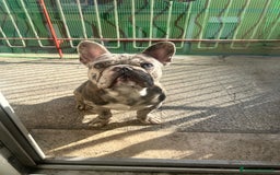 Bulldog Francese cani per accoppiamento: BULLDOG FRANCESE BLUE MERLÉ PER MONTA  - Immagine 3