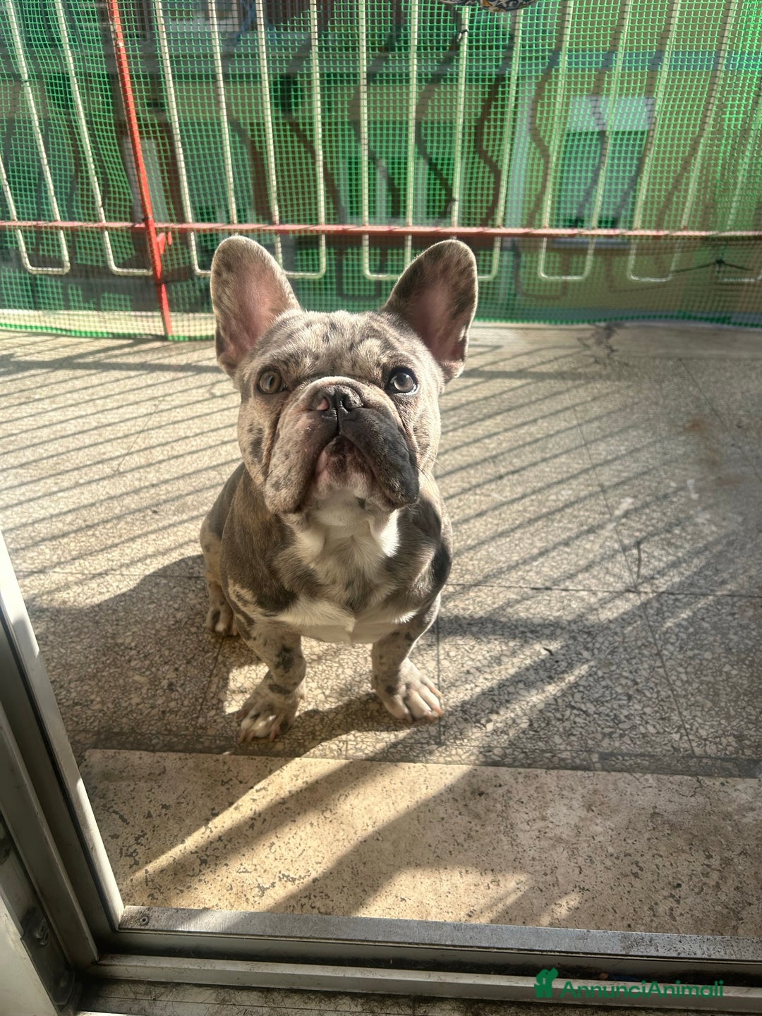 Bulldog Francese cani per accoppiamento: BULLDOG FRANCESE BLUE MERLÉ PER MONTA  - Immagine 3