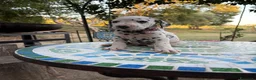Dalmata cani in vendita: Cuccioli di Dalmata - Annuncio 18