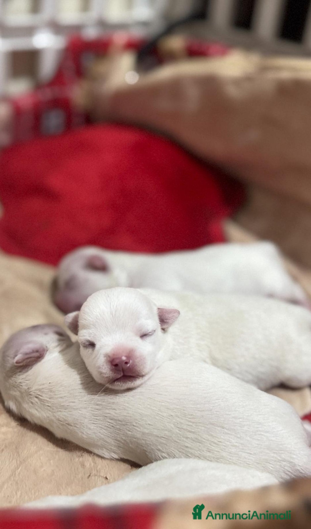 Immagine della galleria {{count}}