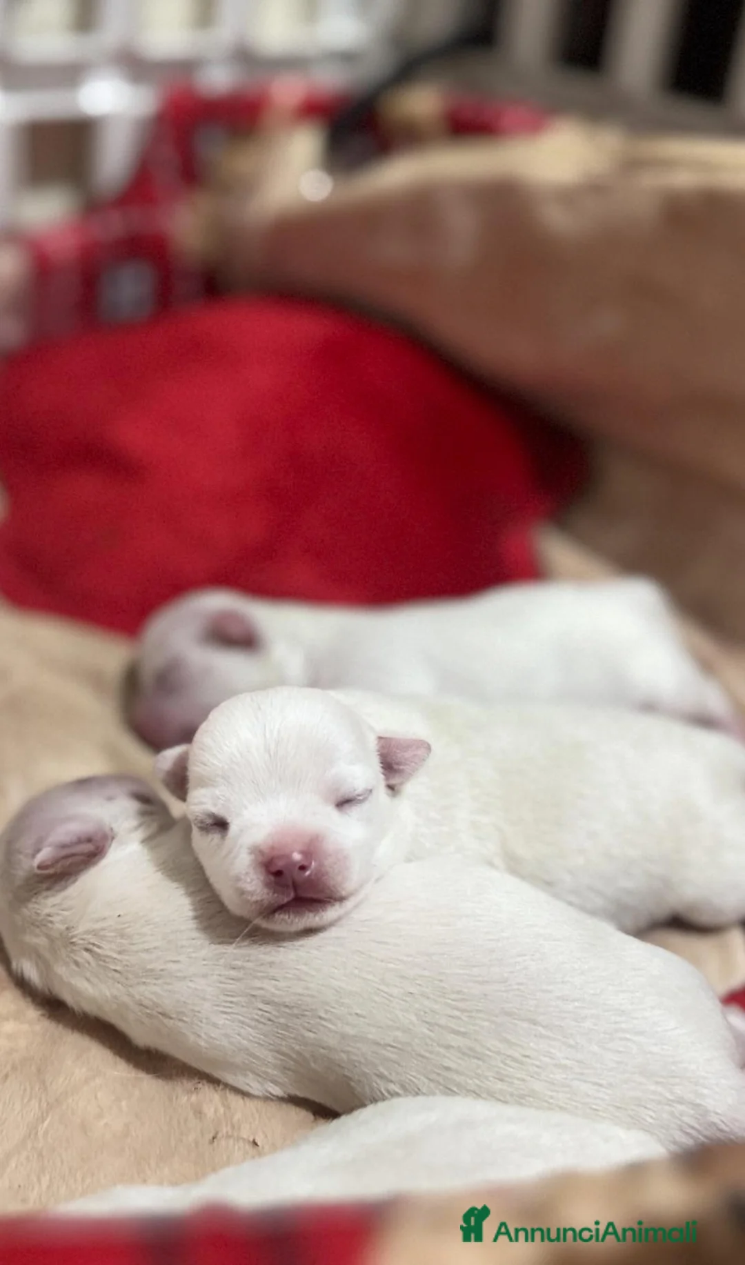 Immagine della galleria {{count}}