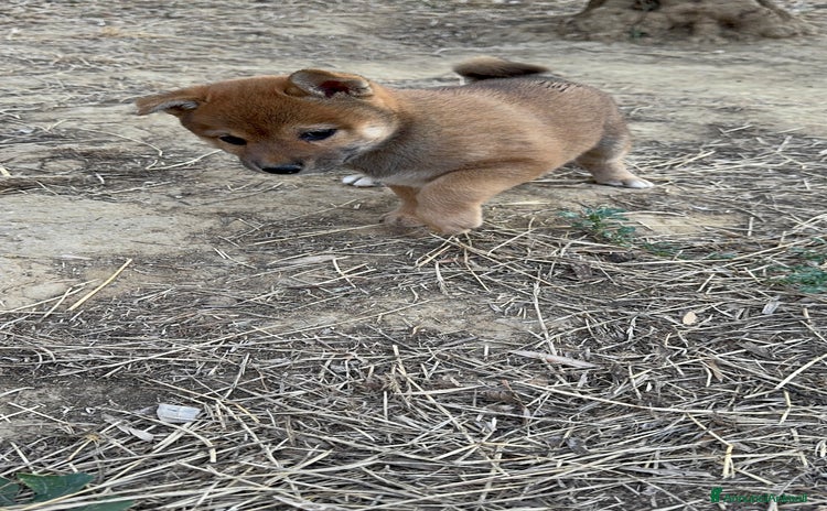 Shiba Inu cani a Libero consorzio comunale di Enna - Annuncio 18