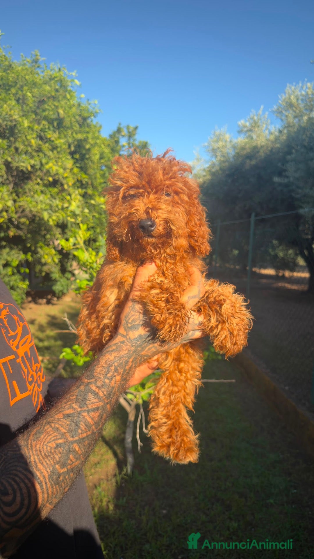 Barboncino cani Barboncini toy  - Annuncio 4