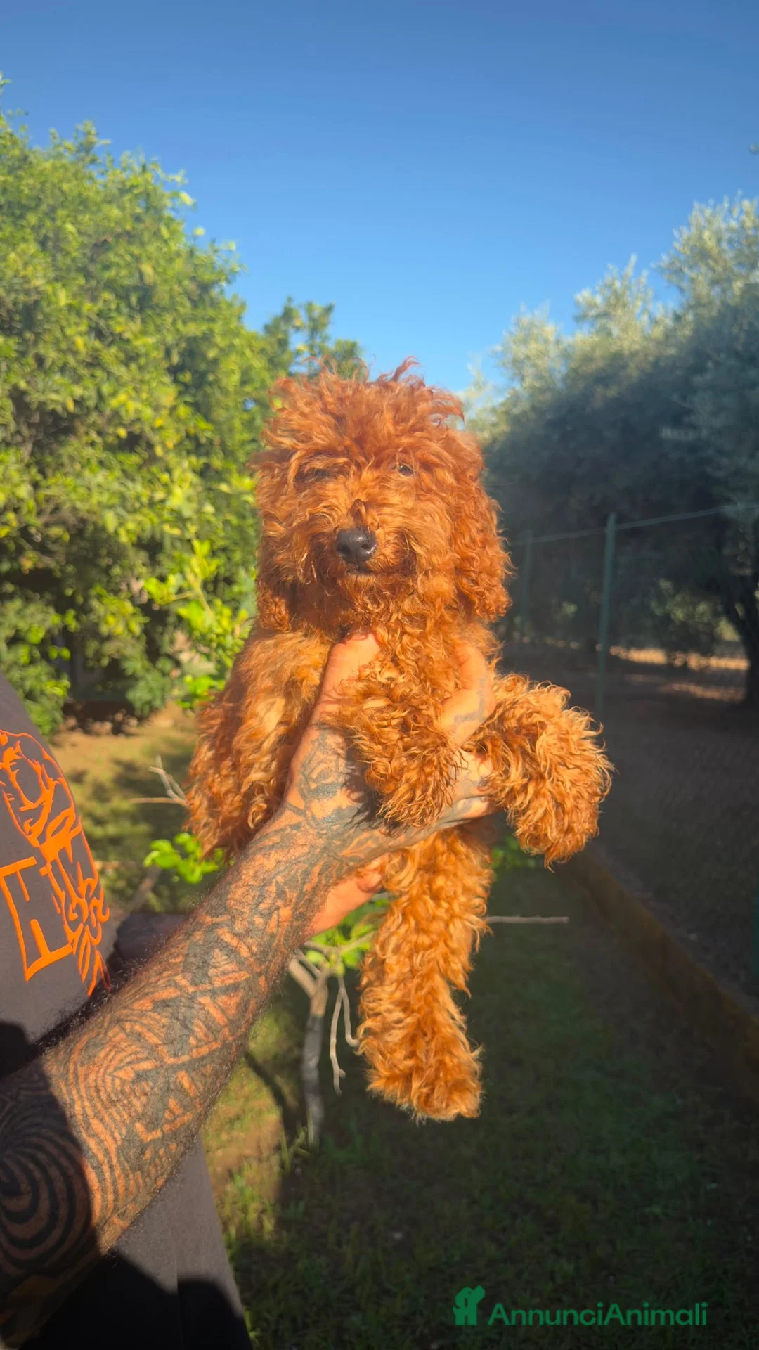 Barboncino cani in vendita: Barboncini toy  a Provincia di Latina - Annuncio 1