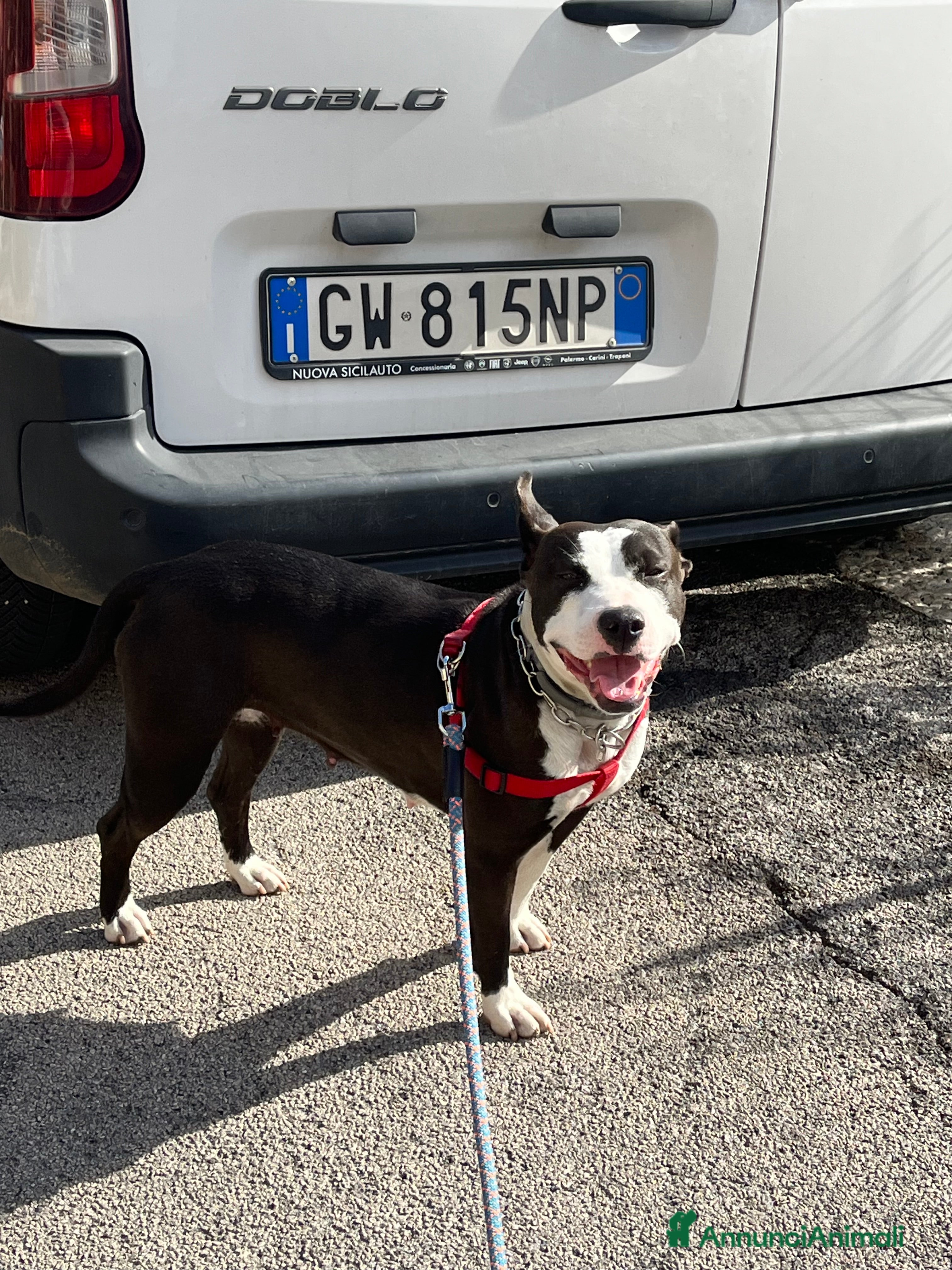 Pitbull cani Regalo Trovatella Pitbull  - Annuncio 10